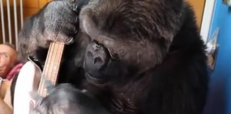 Koko, a gorila, com baixo de Flea