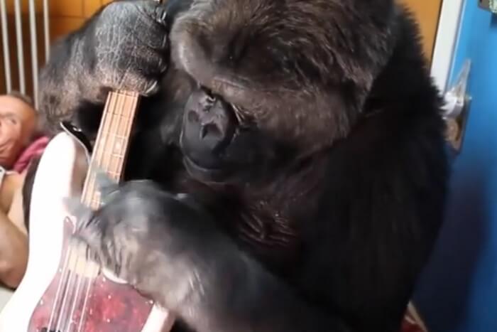 Koko, a gorila, com baixo de Flea