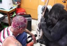 Flea toca baixo com Koko, a gorila