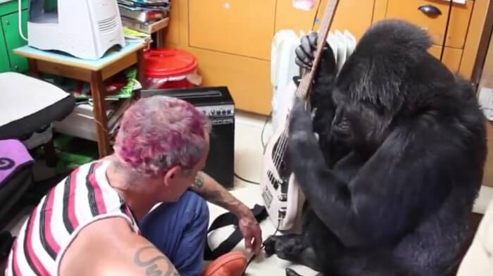 Flea toca baixo com Koko, a gorila