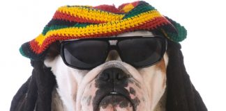 Reggae é o estilo musical favorito dos cães, diz estudo
