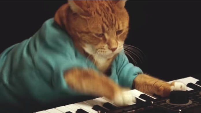 Bento, o Keyboard Cat