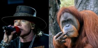 Axl Rose (Guns N' Roses) e um fucking orangotango