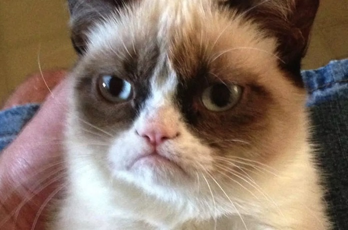 Morre 'Grumpy Cat', a gata celebridade da internet, protagonista