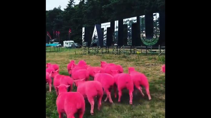 Ovelhas rosas no Latitude Festival