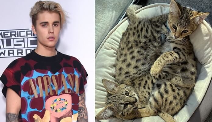 Justin Bieber e os Gatos