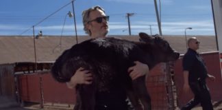 Joaquin Phoenix resgata vaca de abatedouro