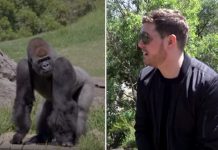 Michael Bublé tocando para gorilas