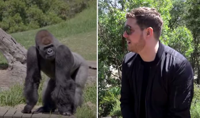 Michael Bublé tocando para gorilas