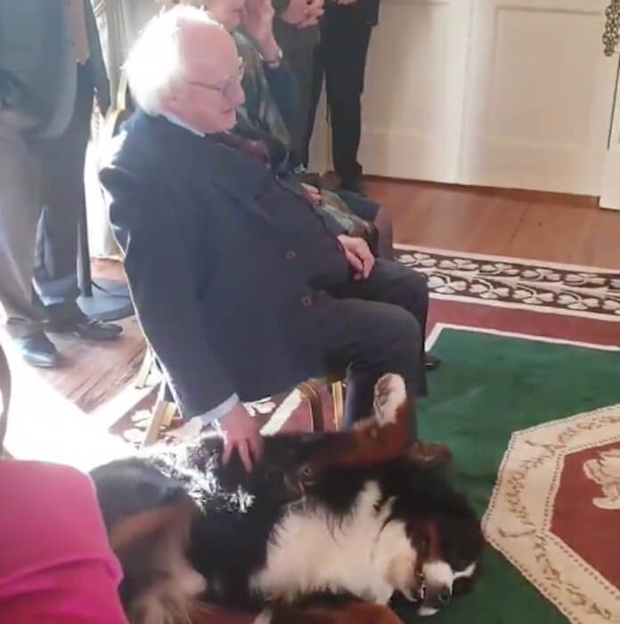 Cachorro do presidente da Irlanda pedindo carinho