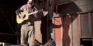 Neil Young e as galinhas
