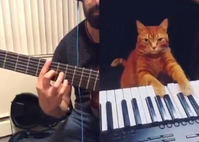 Gato pianista e músico