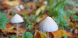 Foto stock de cogumelos