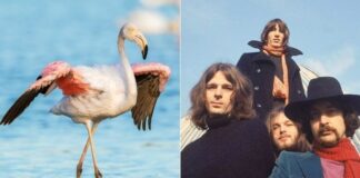 Flamingo e Pink Floyd