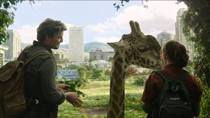 Pedro Pascal e Bella Ramsey em The Last of Us na cena da girafa